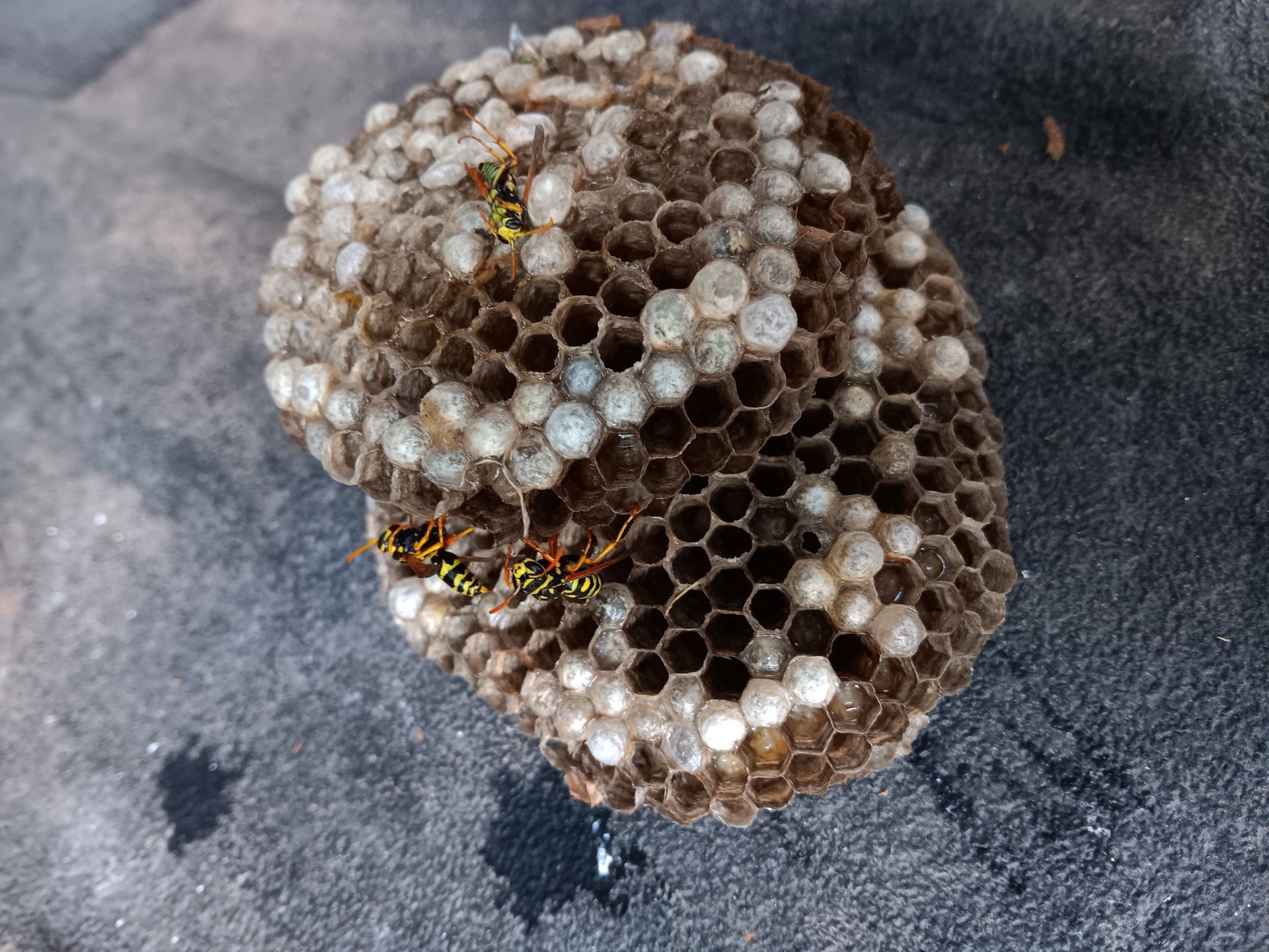 OutLook Pest Management providing professional pest control services for ants, rodents, and common pests in Lake Oswego, Oregon. Wasp nest with wasp inside that we treated for in Lake Oswego, Oregon