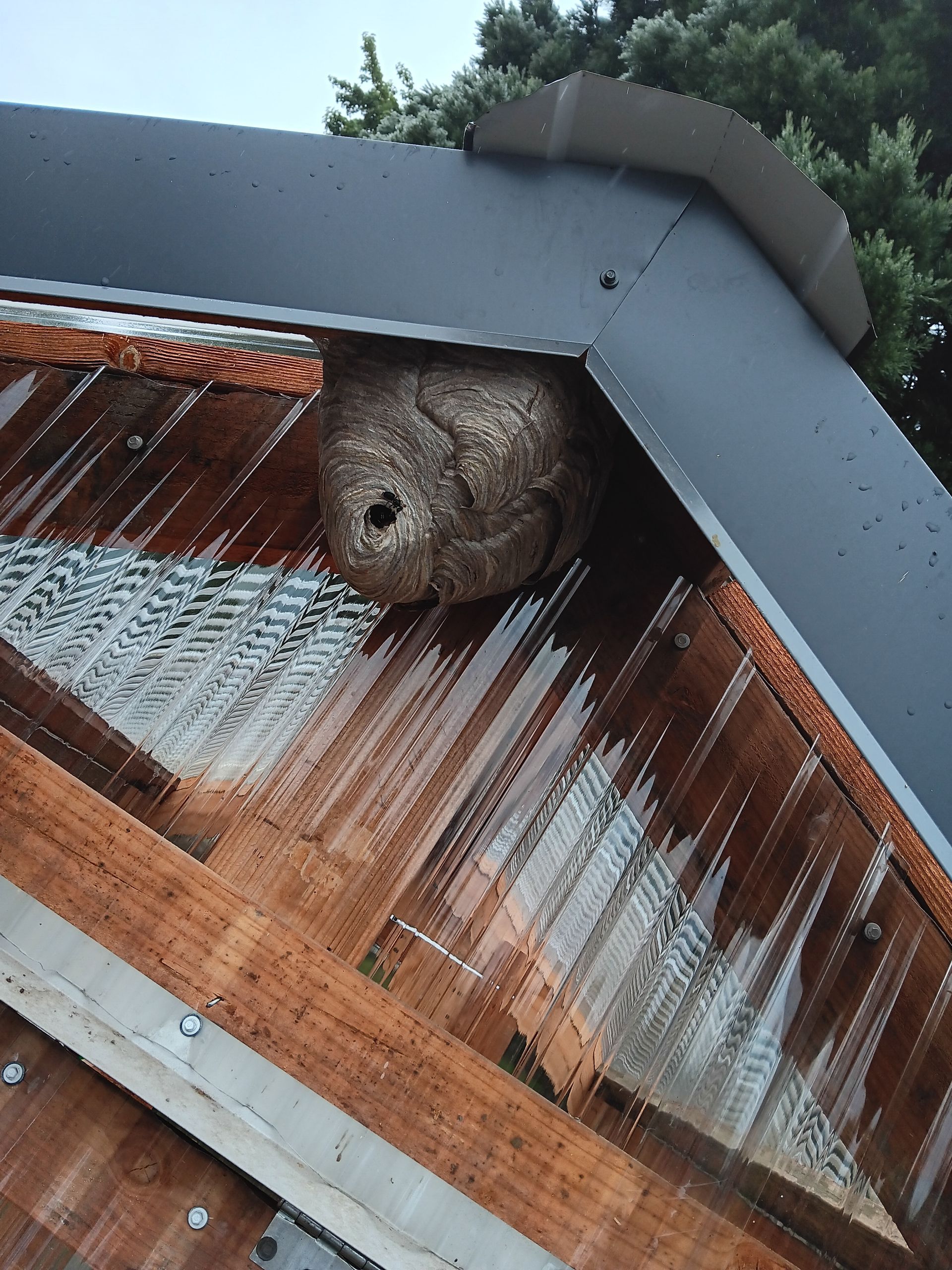 OutLook Pest Management offers pest control services throughout SE Salem Wasp nest taken down from a home in SE Salem