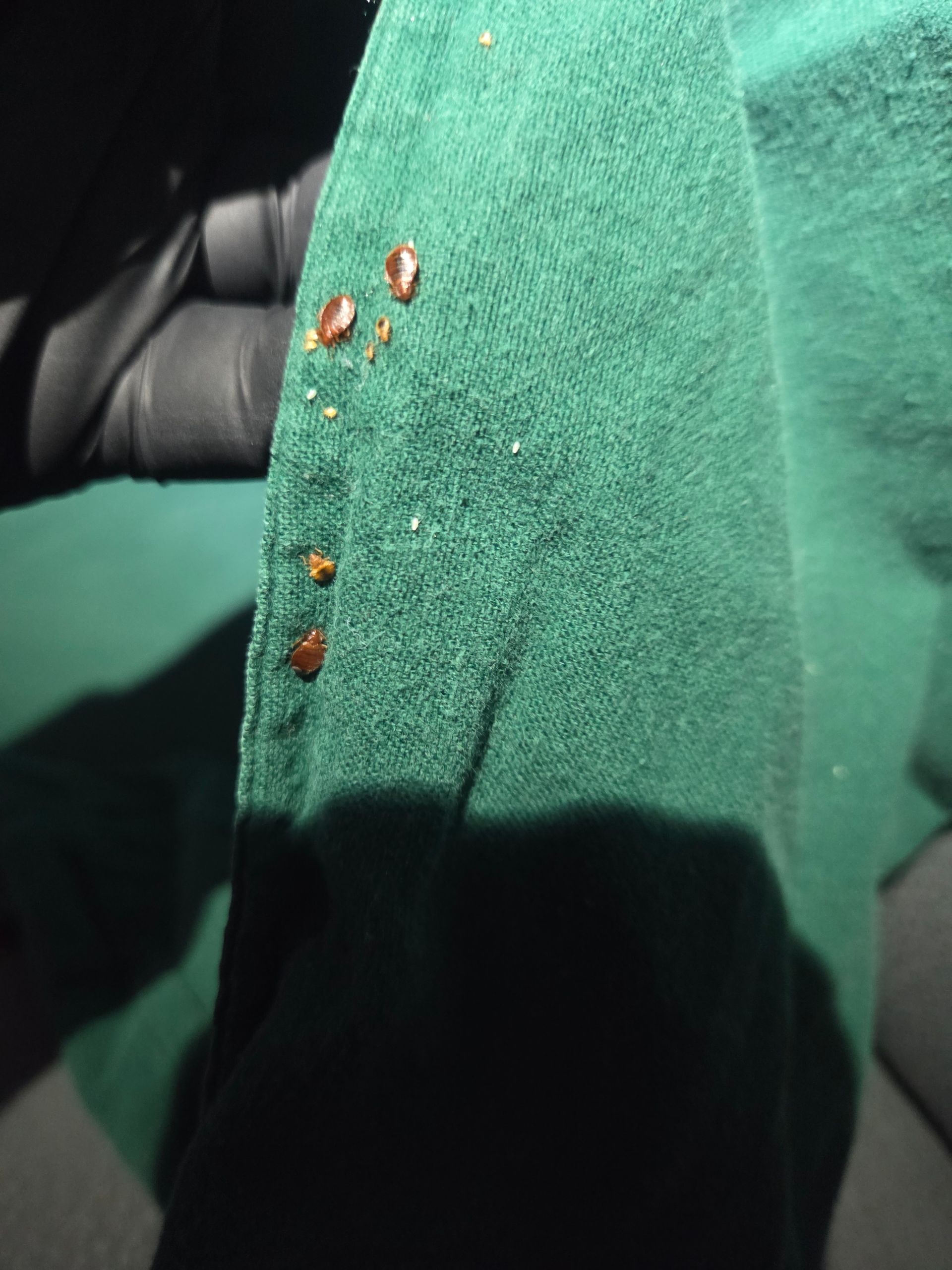 live bed bugs found on a mattress cover