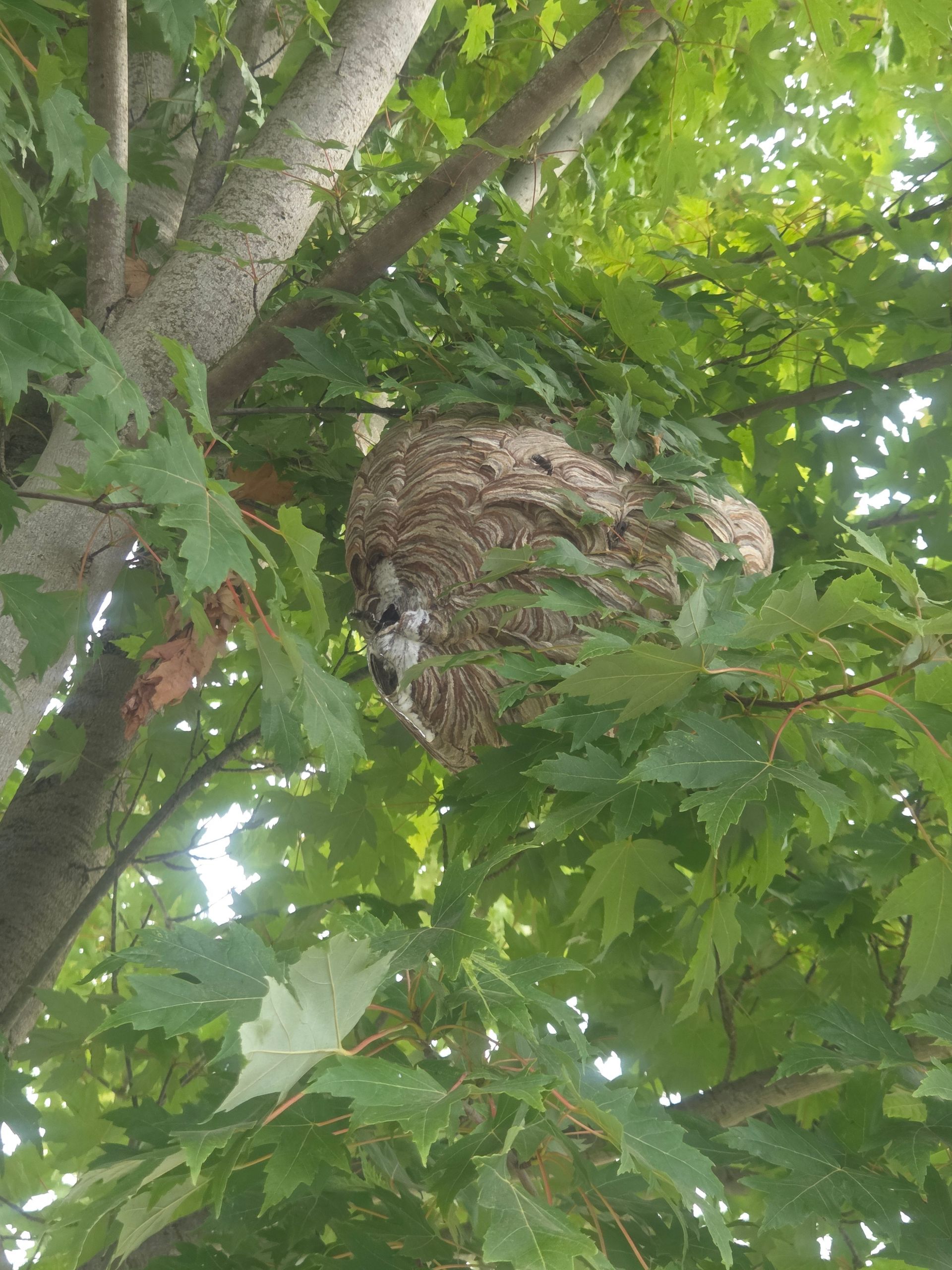 outLook Pest Management pest control services for Lone Elder, OR Bald face hornets nest in a tree