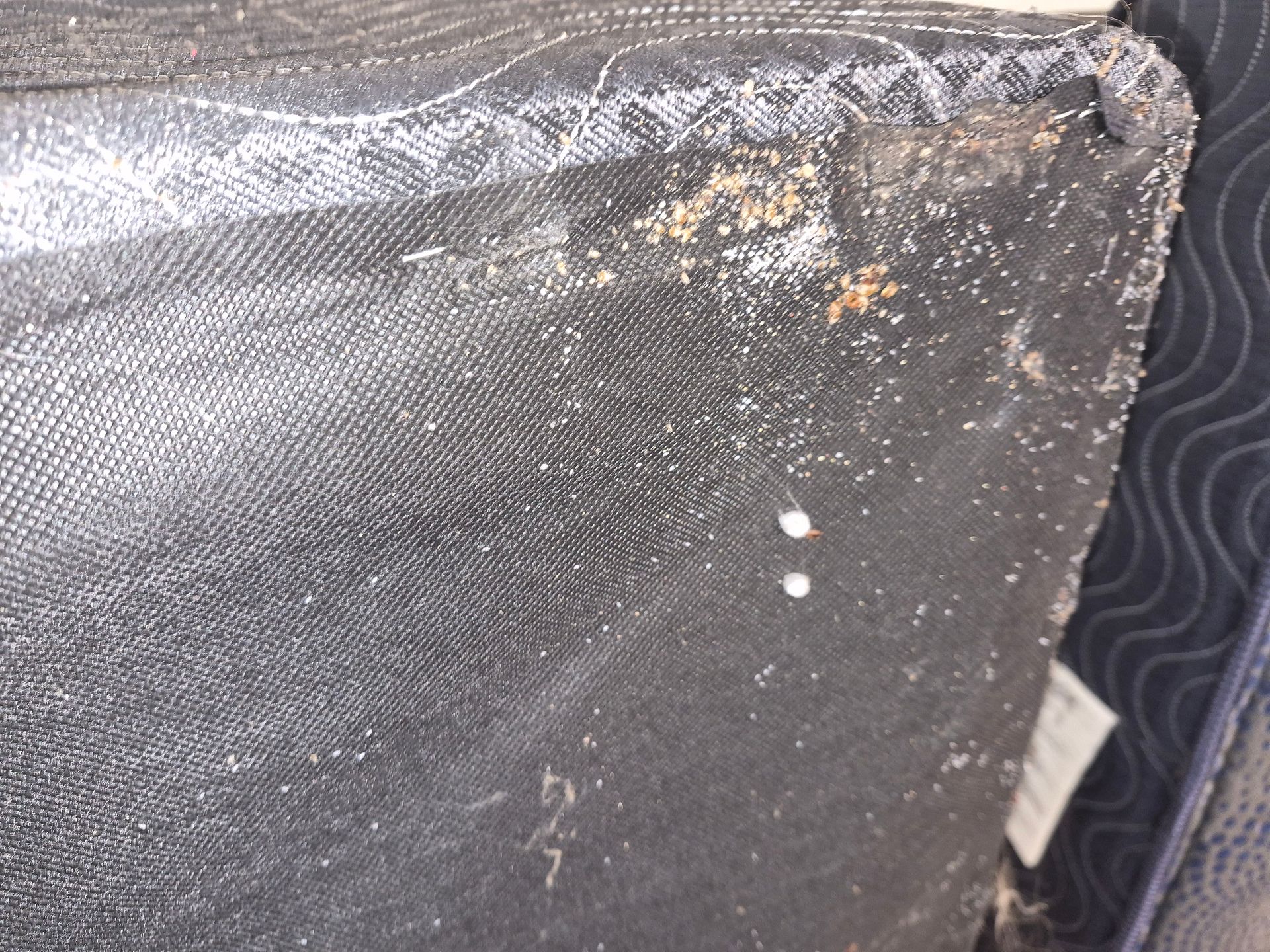 Bed bugs underneath boxspring