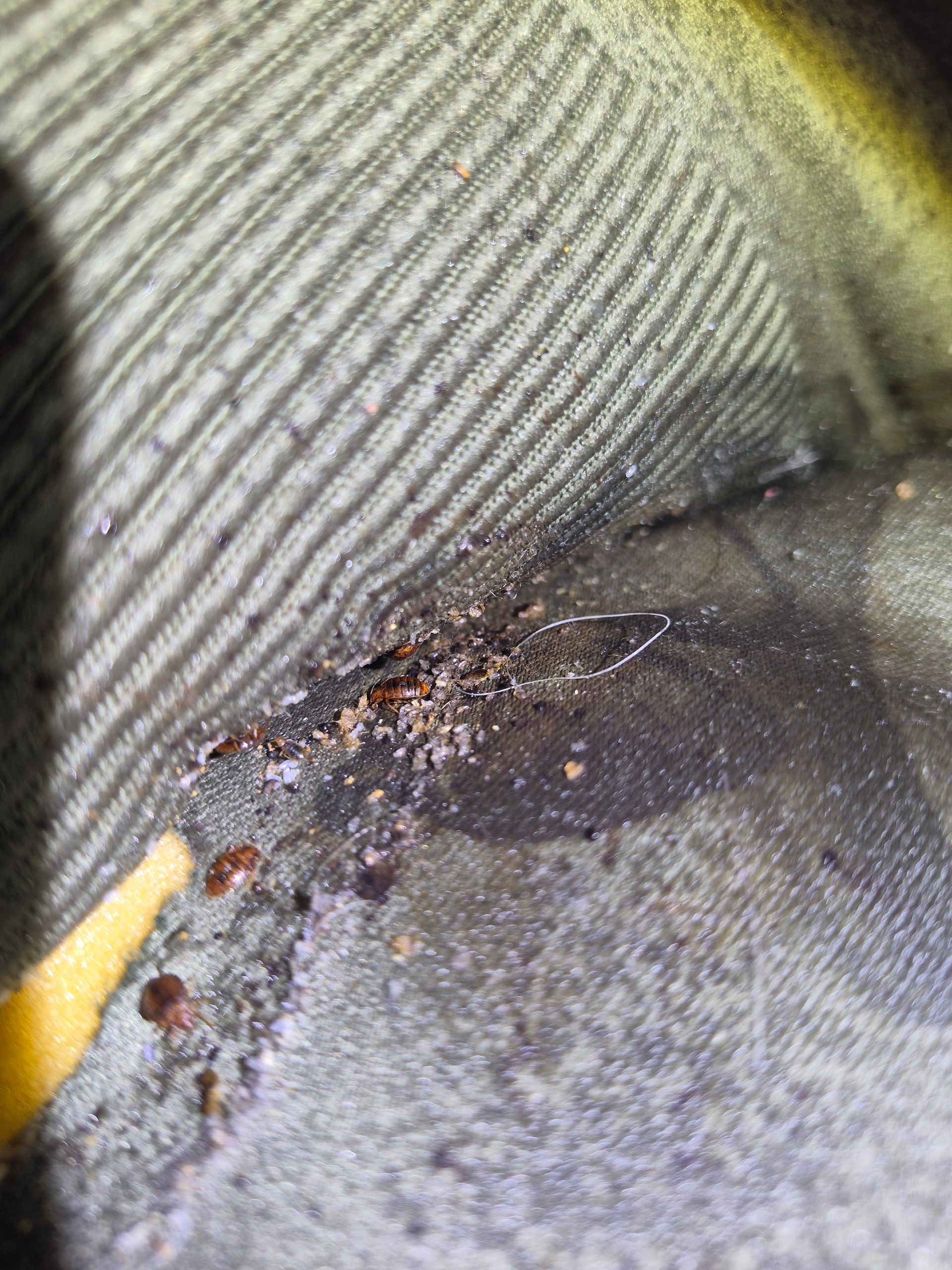 Live bed bugs in couch crevice.