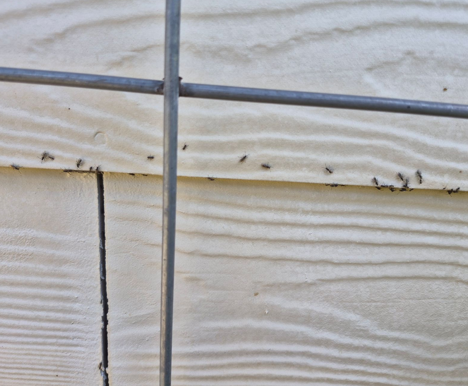 OutLook Pest mangement offers local pest control services to Canby, Molalla, Keizer, Salem, Oregon City, Wilsonville, West Linn and surrounding towns Ants on a Canby, OR home going inot siding next to window