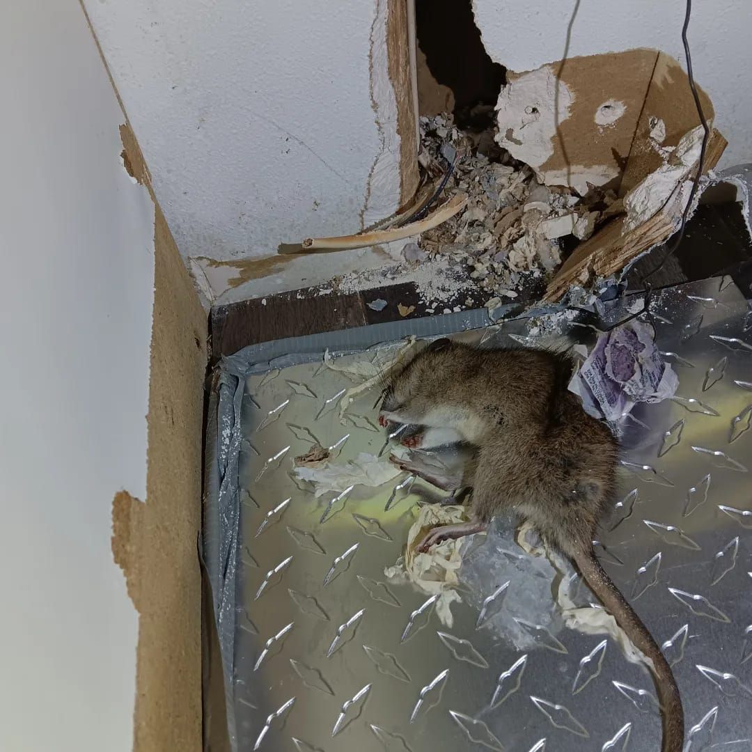 Rodent chewed hole in drywall inside residential home in Oregon City