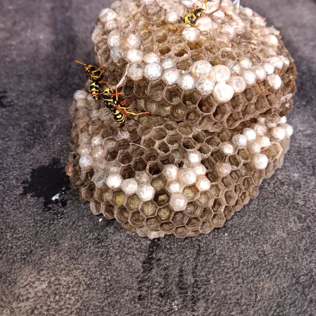 OutLook Pest Mgmt stinging insect services. Wasp nest that has larvae, eggs and wasp on it.