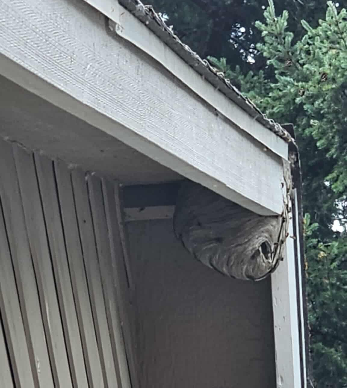 Outlook Pest Mgmt stinging insect service Bald face hornet nest under eve of home.