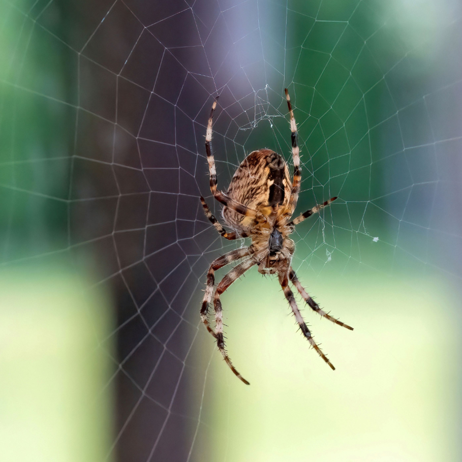 A macro shot of an Angulate orbweaver on a cobweb with blurry background.