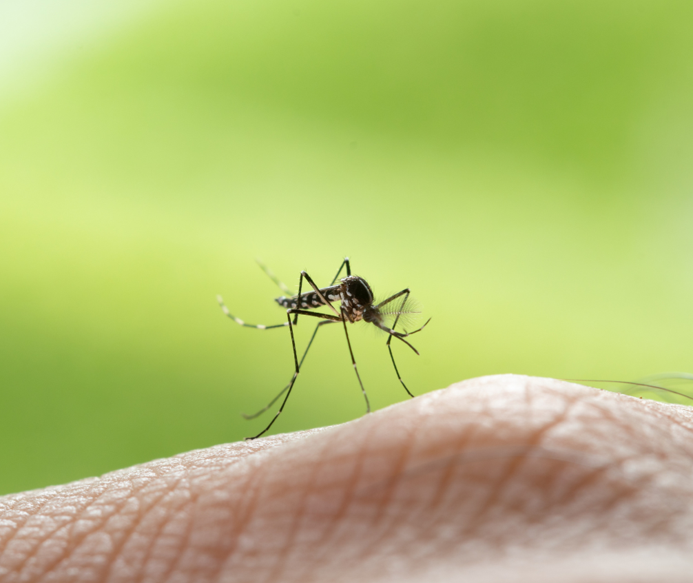 Aedes aegypti mosquito sucking human blood.