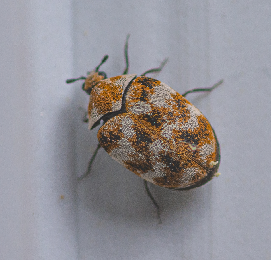 An extreme close up photo of a carpet beetle.