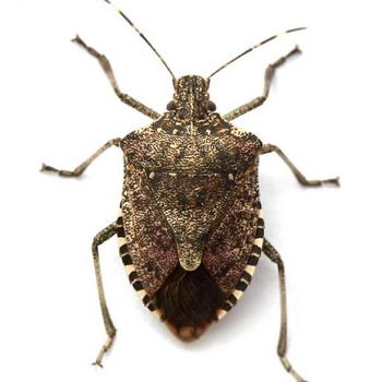 OutLook Pest Management Seasonal Pest services OutLook Pest Management, we offer both one-time treatments and seasonal maintenance programs