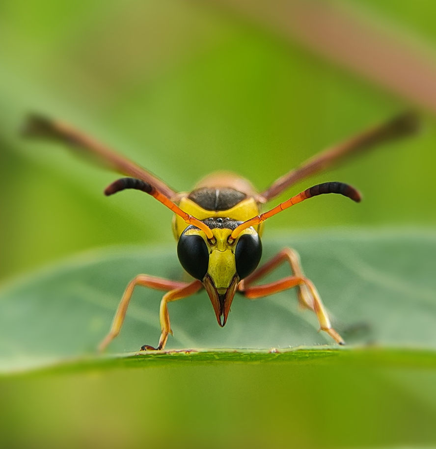 Delta wasp on a leaf