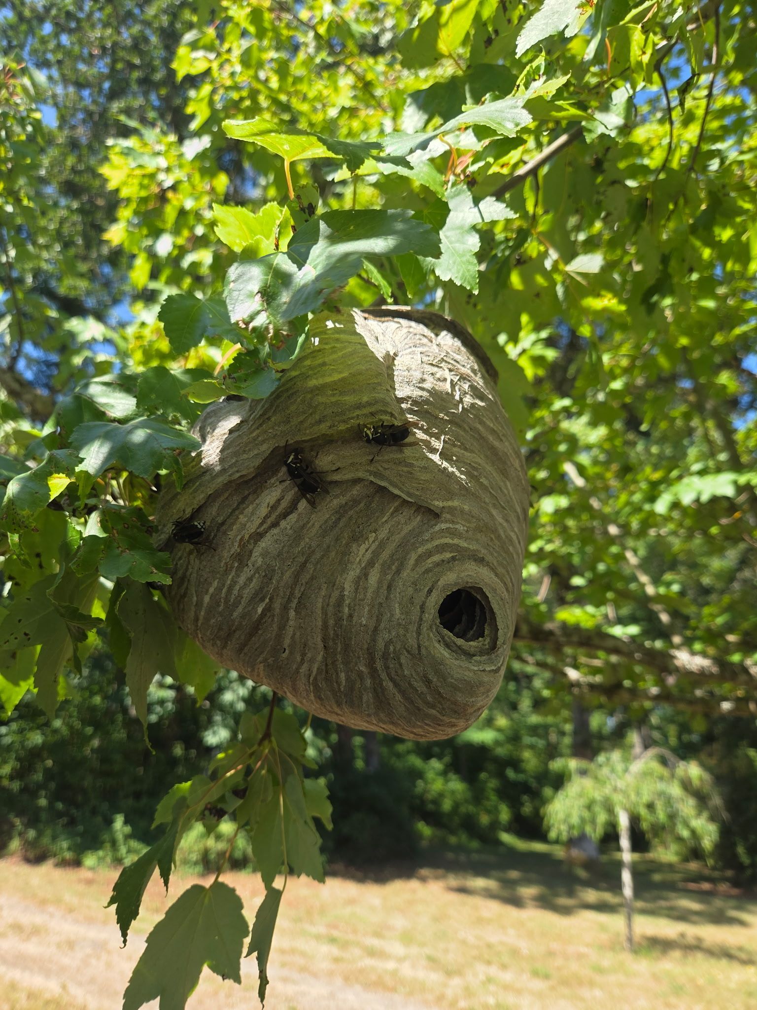 Outlook Pes Mgmt. stinging insect services Bald face hornet nest hanging on a tree branch with hornets otuside guarding the nest