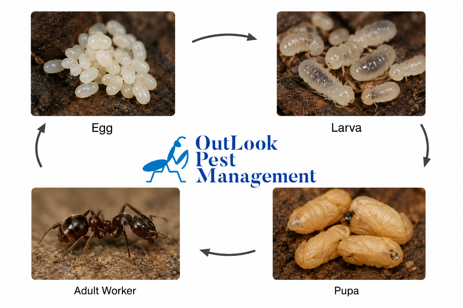 We offer pest control services throughout Salem, Keizer, Canby, Molalla, Oregon City, and surrounding towns OutLook Pest Management ant life cycle
