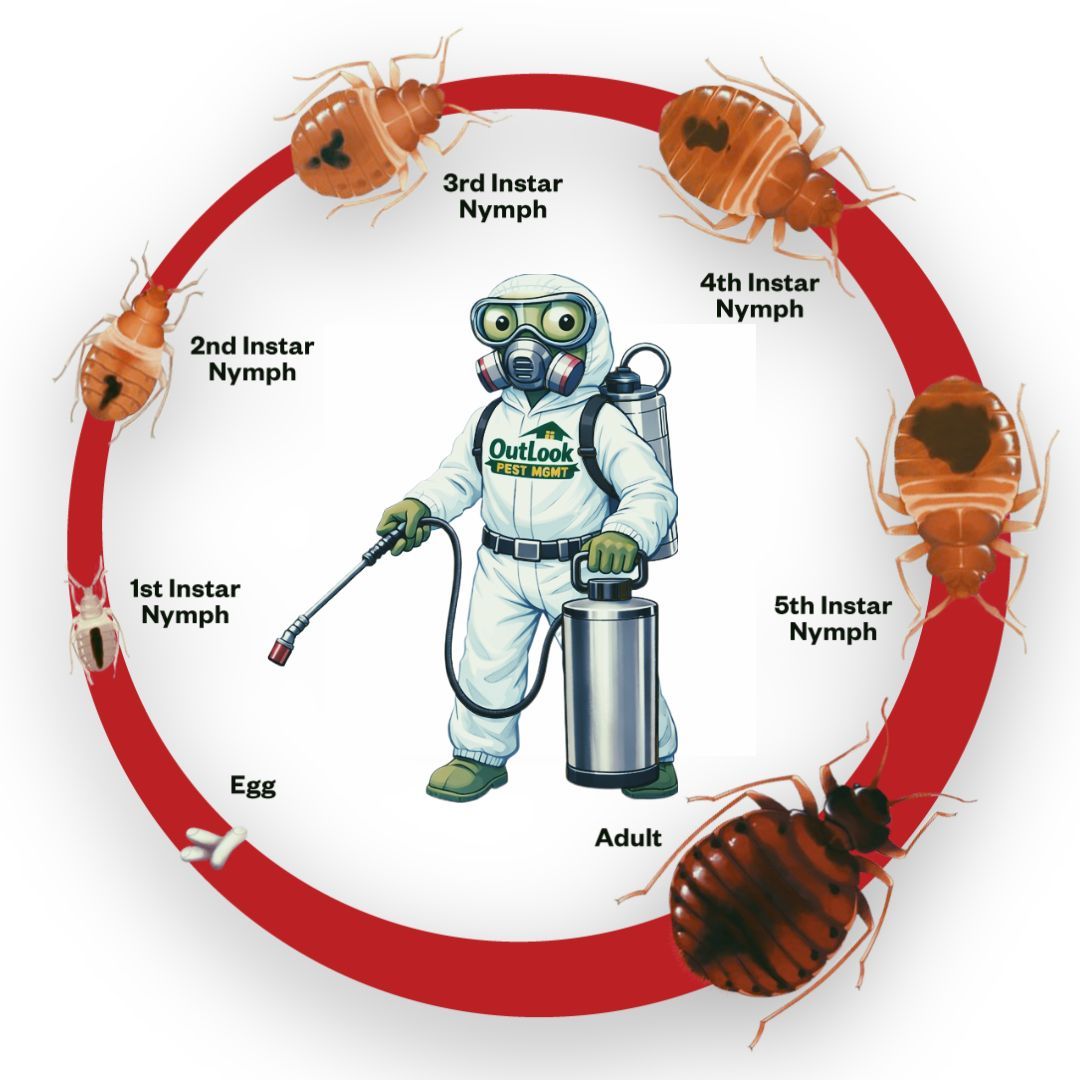 Bed bug life cycle chart with arrows showing stages from egg to nymph to adult surrounding Manny the Mantis wearing a protective Tyvek suit and using a pump sprayer to treat bed bugs, representing professional bed bug treatment by OutLook Pest Management.