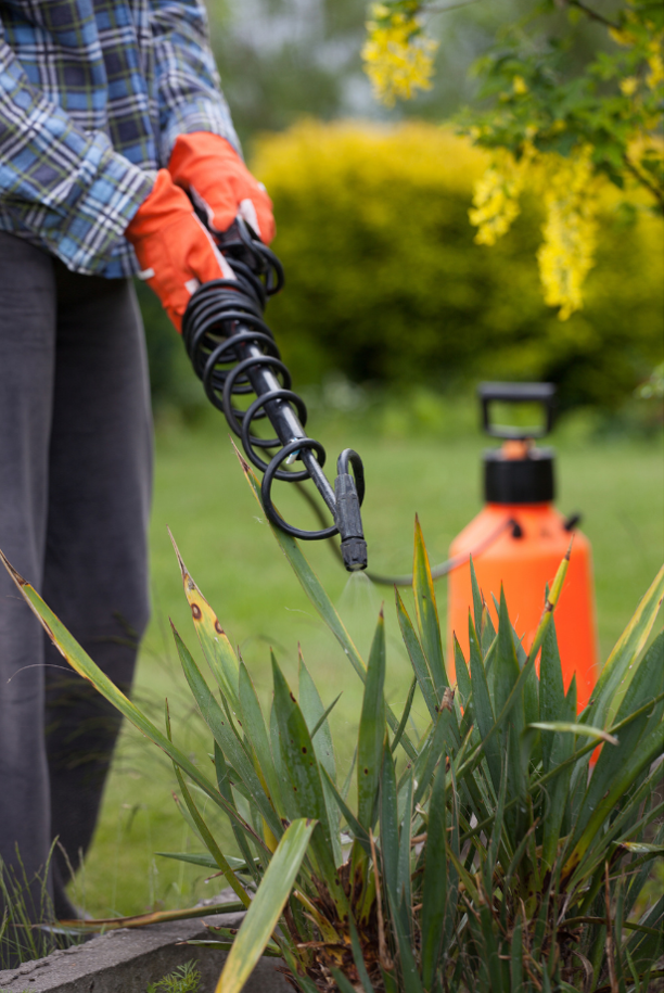 A pest control worker spraying pesticide on the garden.