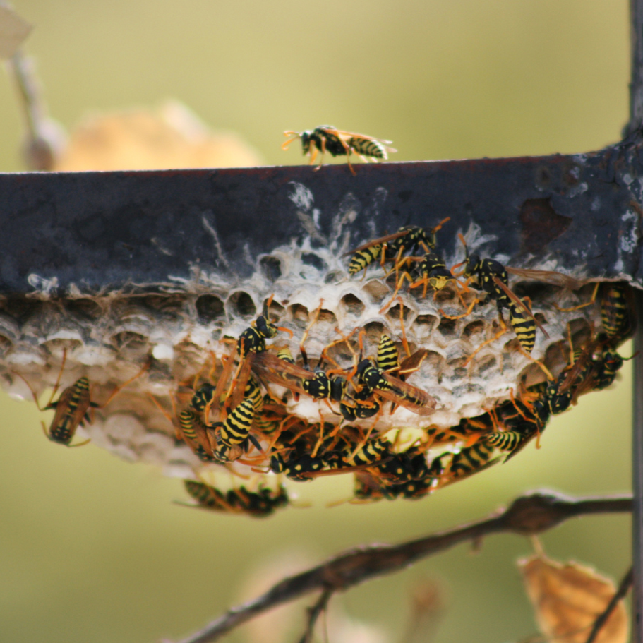 Wasp nest on the underside of a steel fence