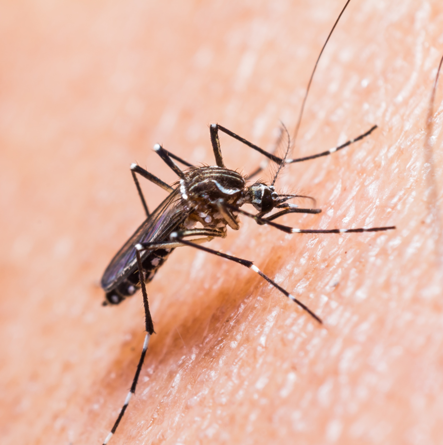 Yellow fever mosquito (Aedes aegypti) biting on human skin.
