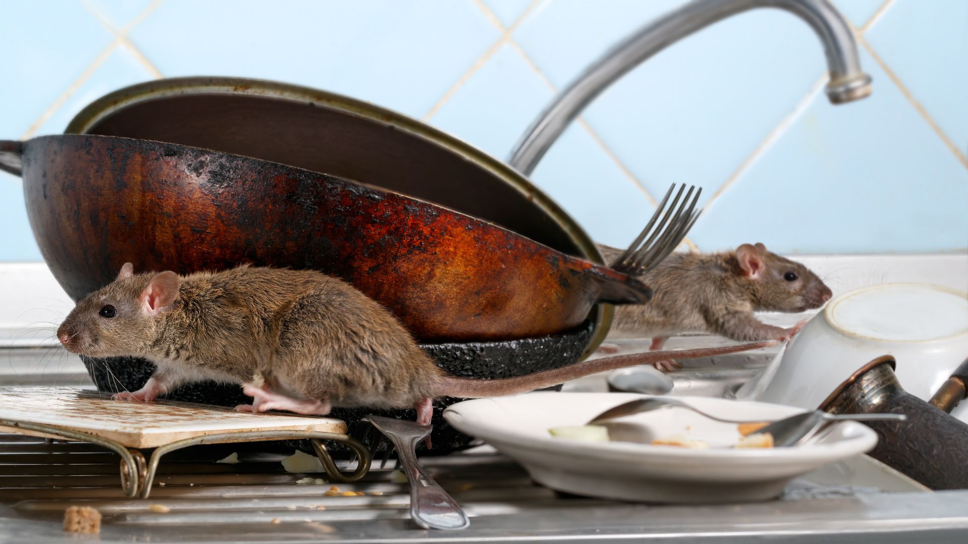 OutLook Pest Management offers a tailored rodent service for homes and businesses in Silverton, Oregon Rats runing inside kitchen at a Silverton, Oregon home