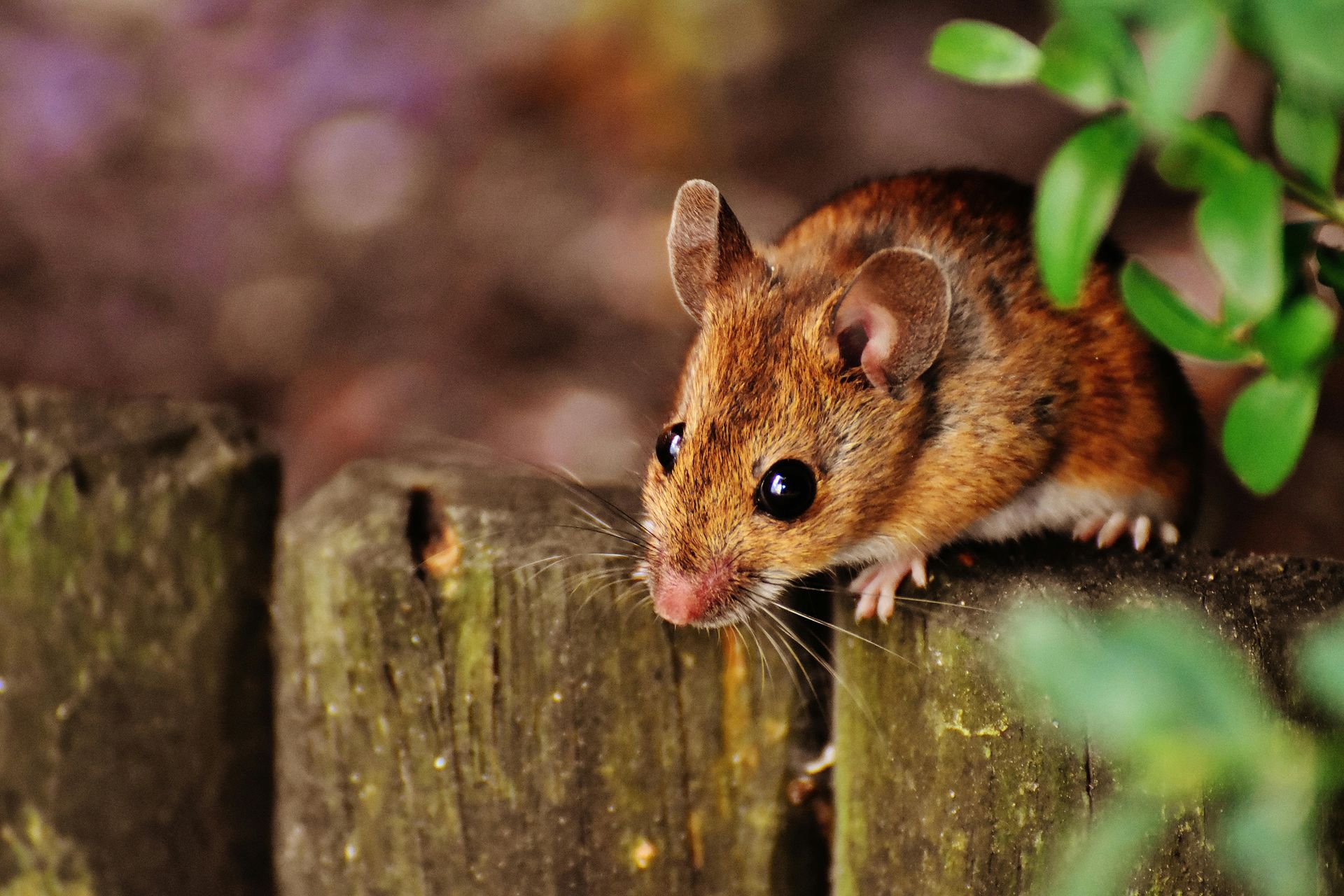 OutLook Pest Management providing professional pest control services for ants, rodents, and common pests in McMinnville, Oregon. Field mouse standing on fenceboard