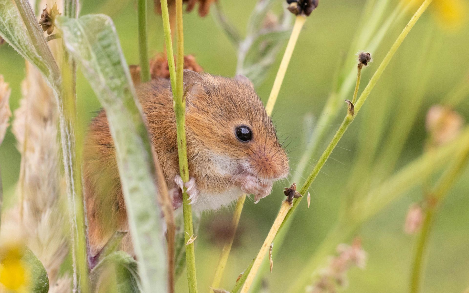 OutLook Pest Management prviding professoional pest control services for ants, rodents, and common pests in Amity, Oregon. Field mouse standing on grasses feeding