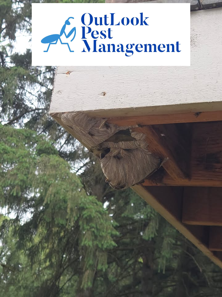 Outlook Pest Mgmt stinging insect services Yellow jacket nest underneath a back porch