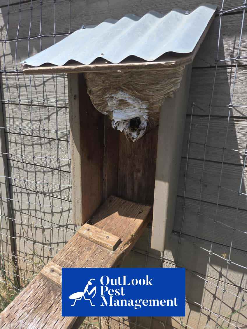 Large active yellow jacket nest inside a wooden animal shelter near fencing, requiring professional removal by OutLook Pest Management in Canby, Salem, Hillsboro, Gresham, and Portland Oregon.