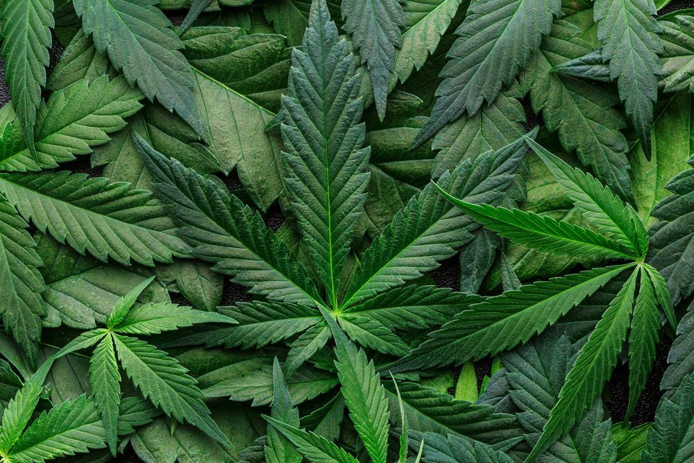 Marijuana Concept