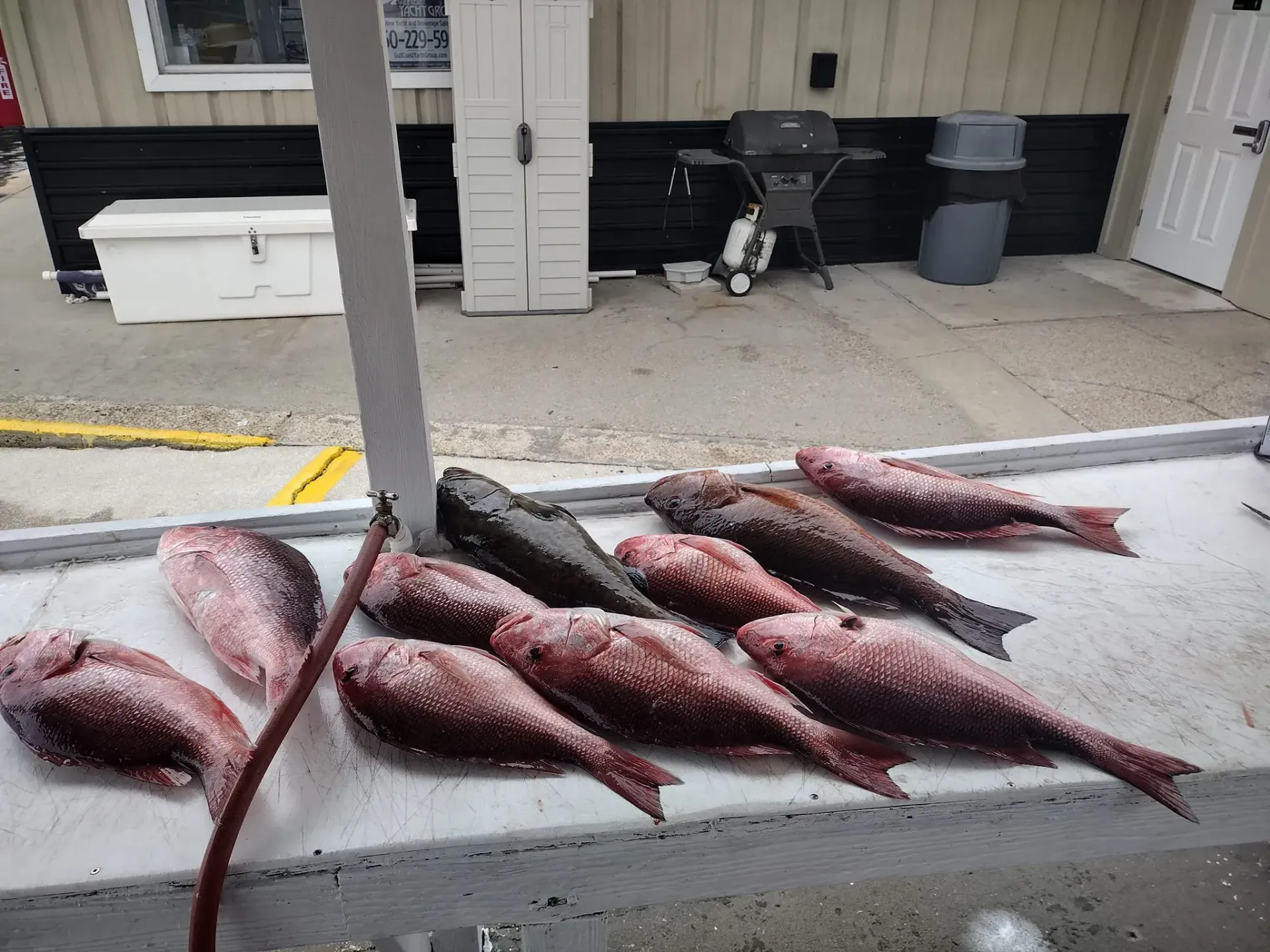 Freshly caught fish laid out on a concrete surface beside a garage.