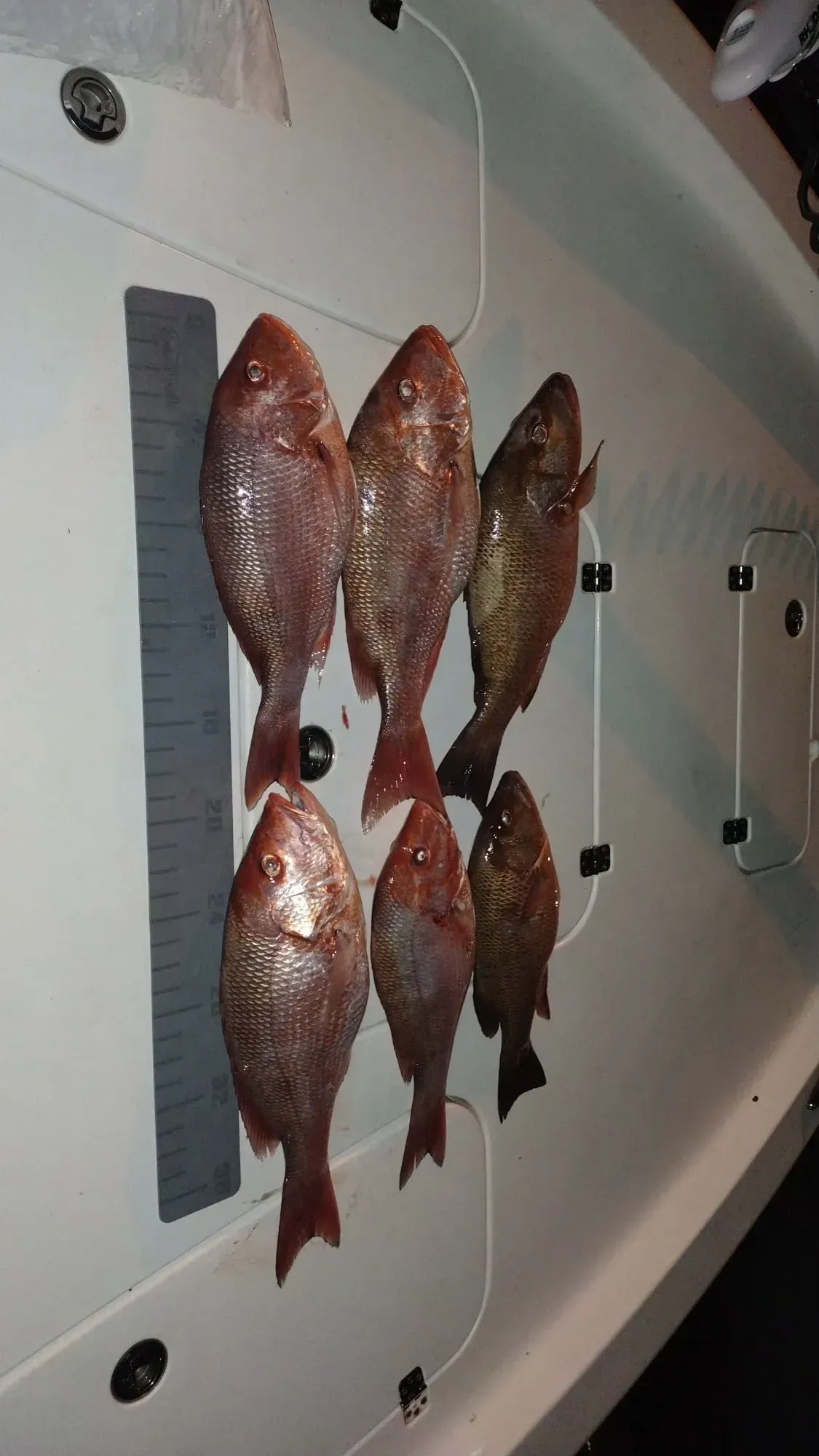 Six fish laid out on a white surface beside a ruler for size comparison