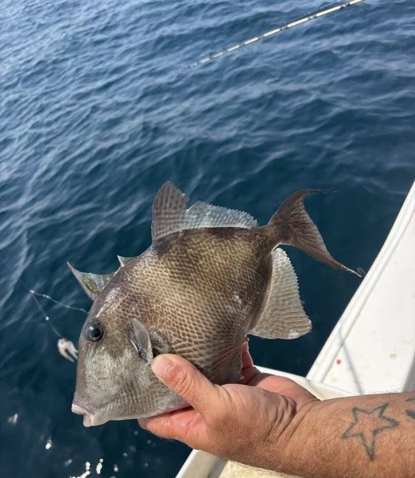Hand holding a gray fish on a boat beside blue water