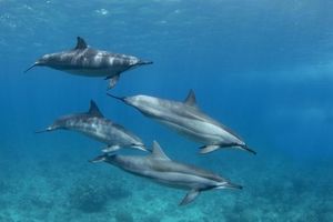 Four dolphins swimming together in clear blue ocean water