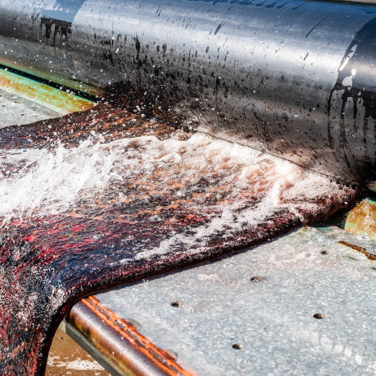 A dark, fibrous material being processed by a large, wet industrial roller on a metal platform.
