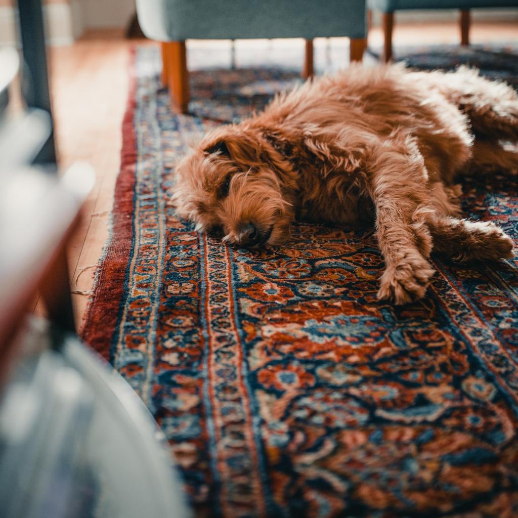 A fluffy, light-brown dog sleeping curled up on a patterned, multi-colored rug in a room with blue furniture.