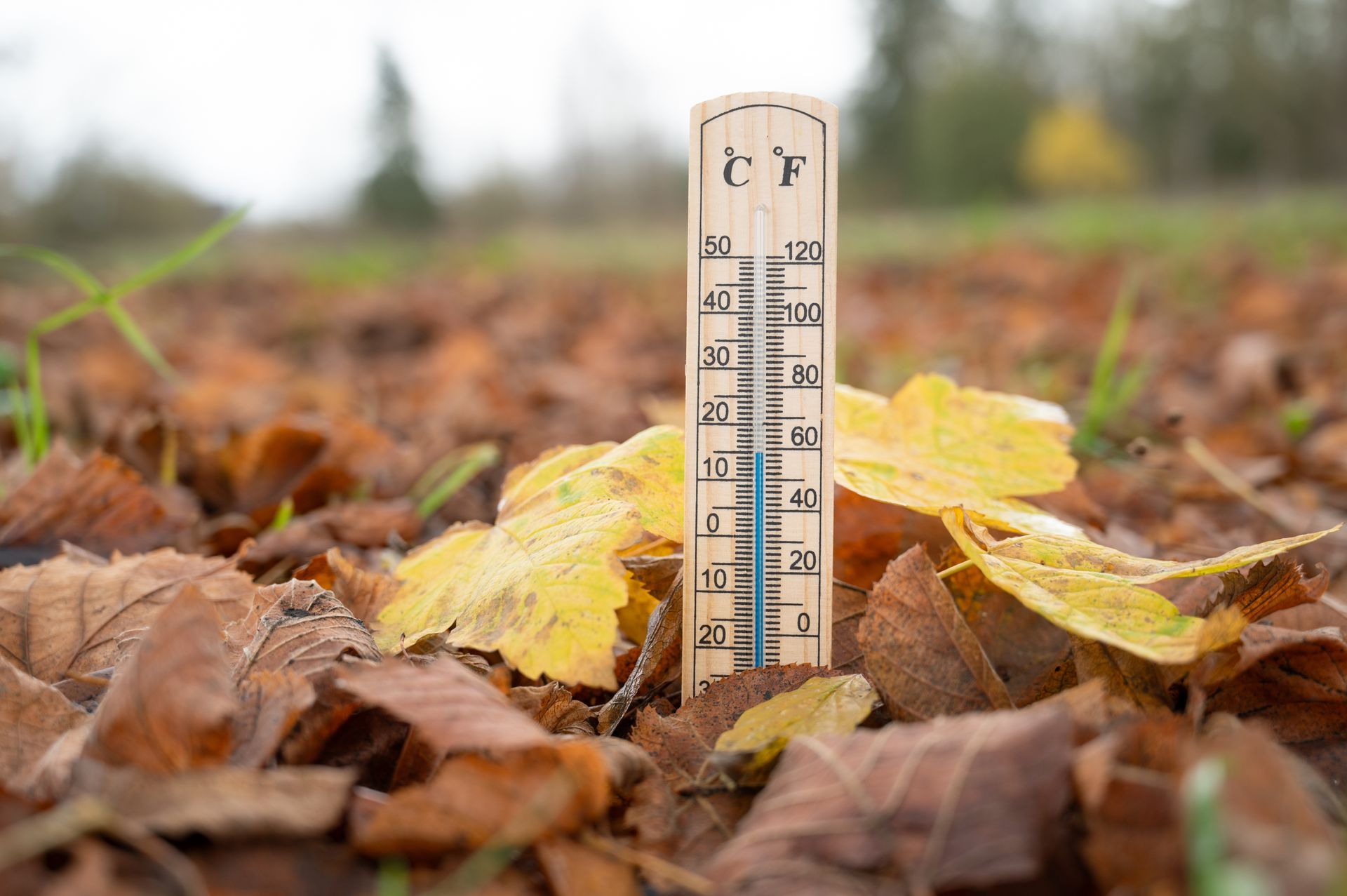 thermometer in fall leaves
