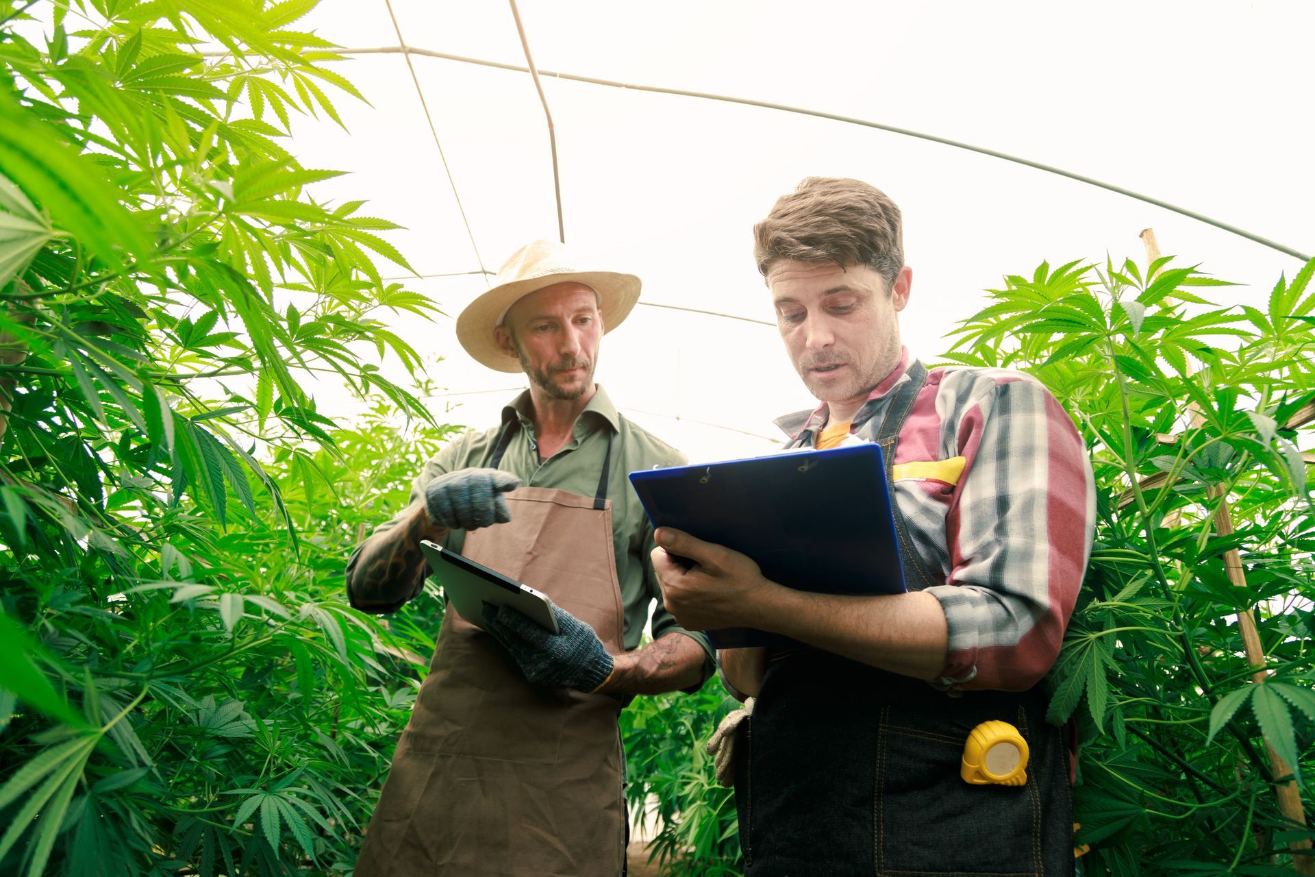 drug cultivation laws