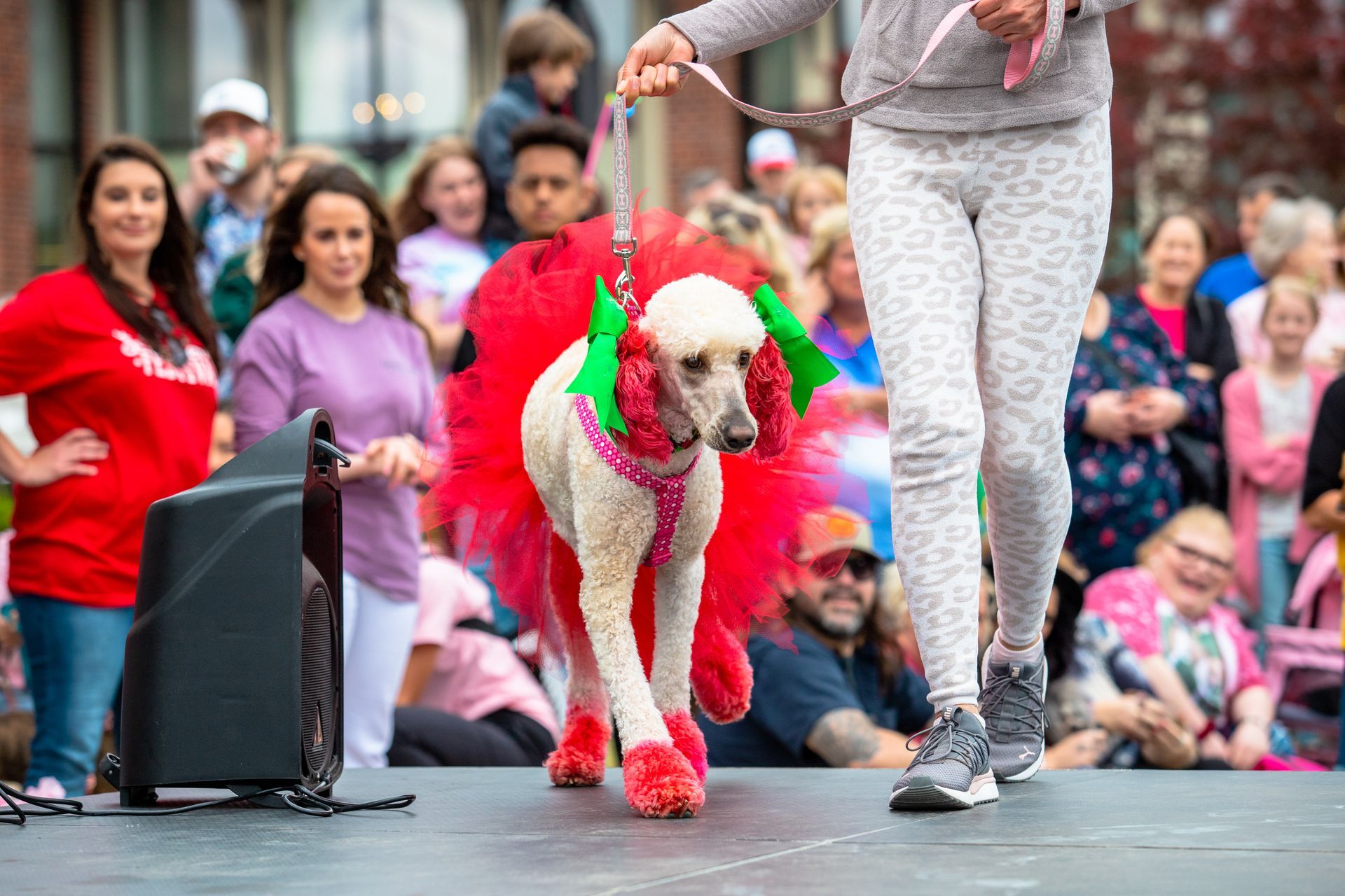 A woman is walking a dog on a leash on a stage in front of a crowd.