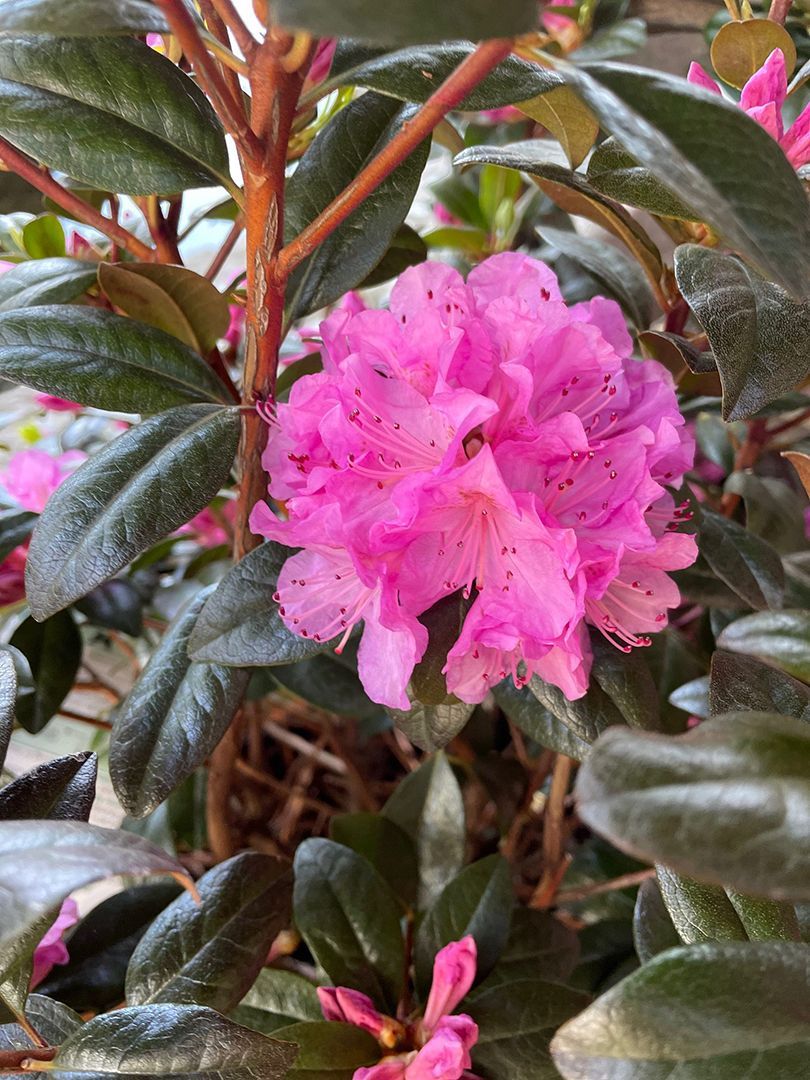 A close up of a pink flower on a plant with green leaves.