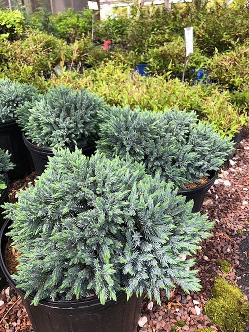 A bunch of potted plants are sitting on top of each other in a garden.