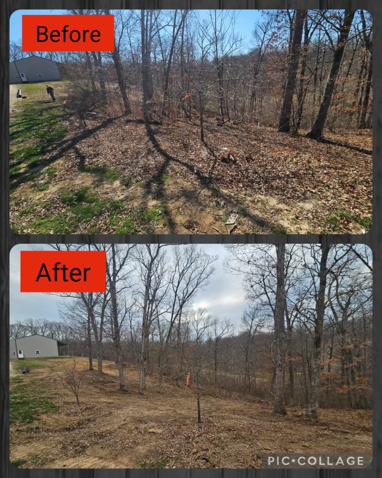 Before-and-after collage of a cleared wooded yard, showing brush removed and open ground.