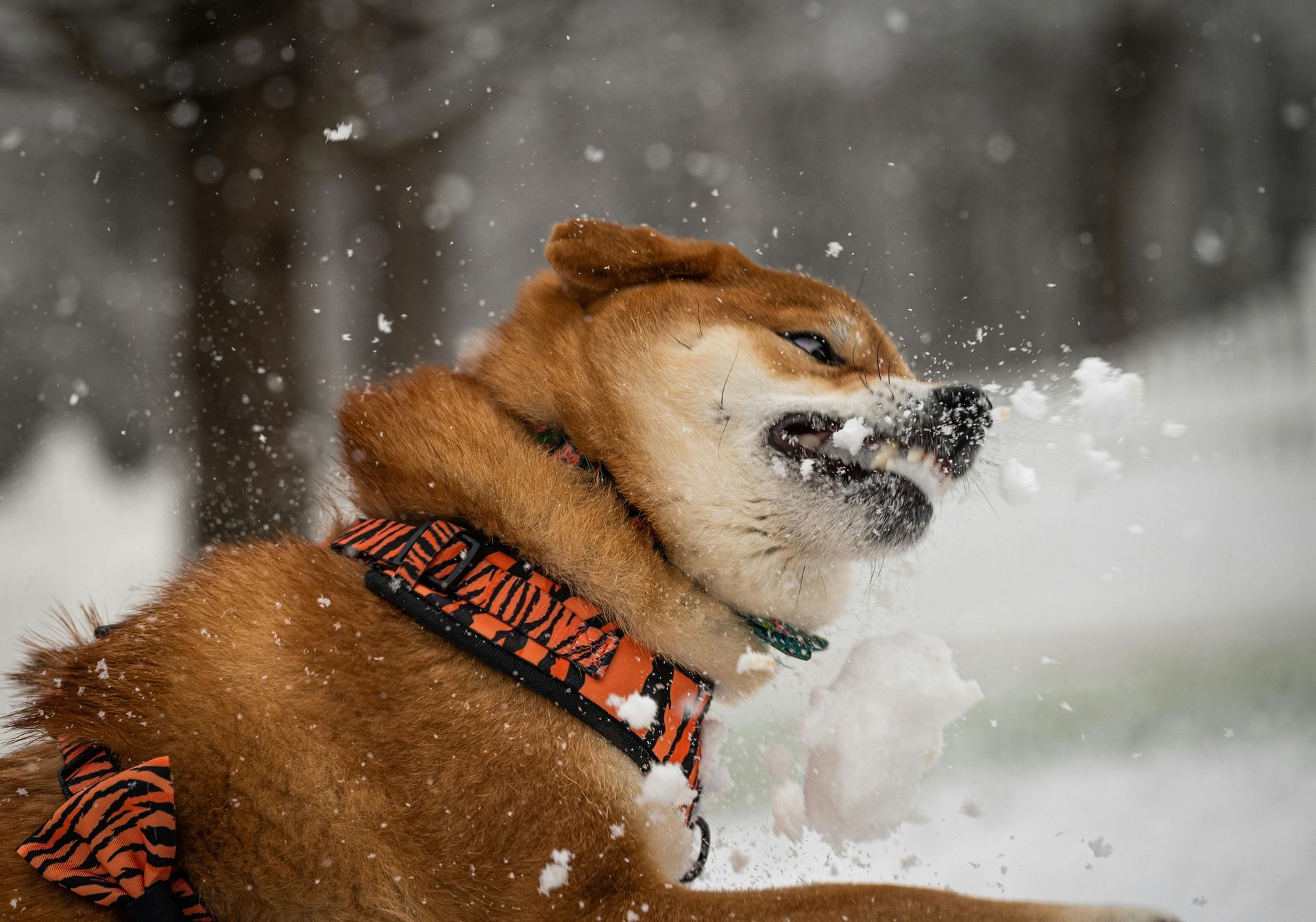 Dog biting snow