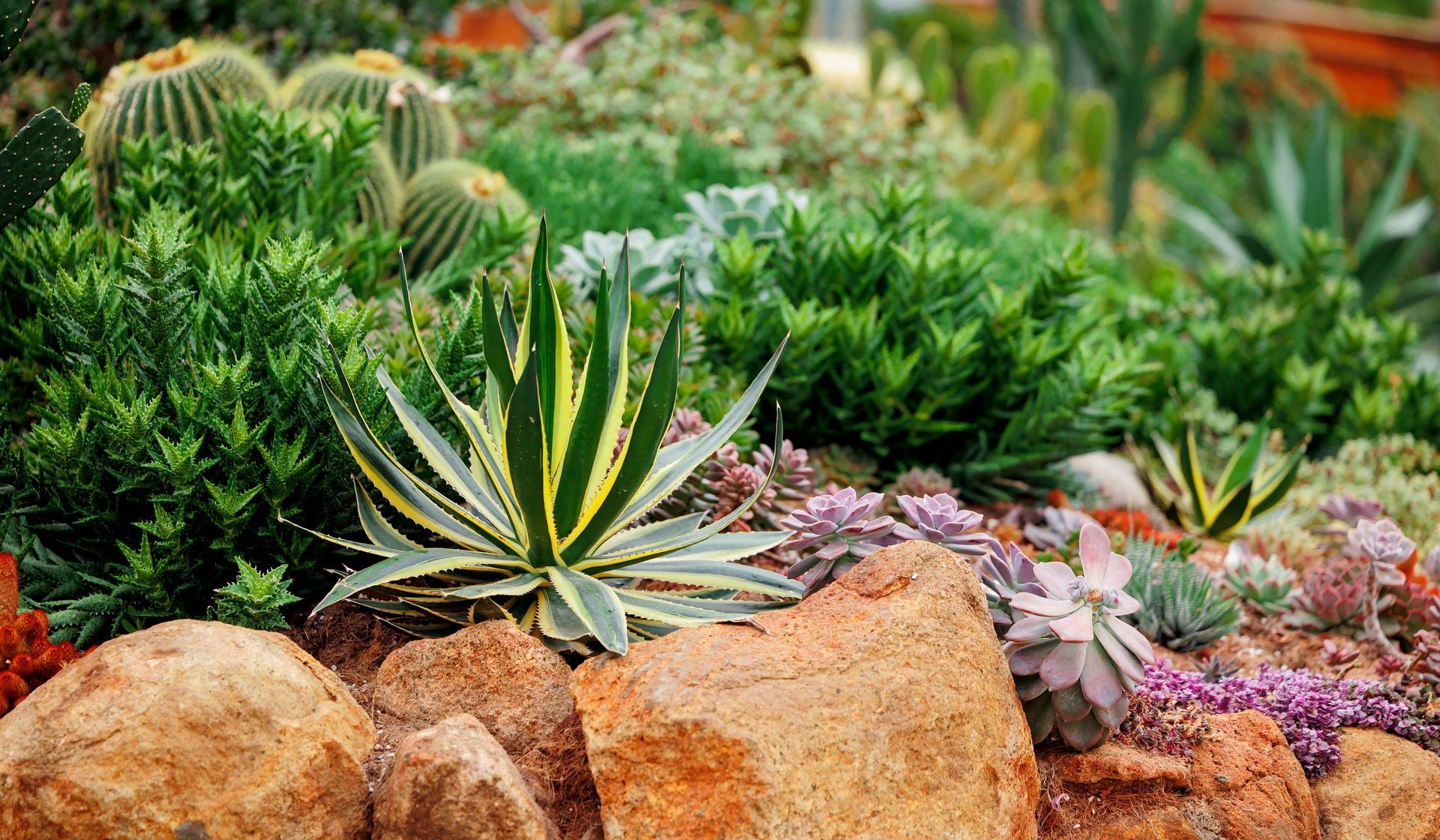 Succulents and colorful desert plants arranged among large rocks in a landscaped garden