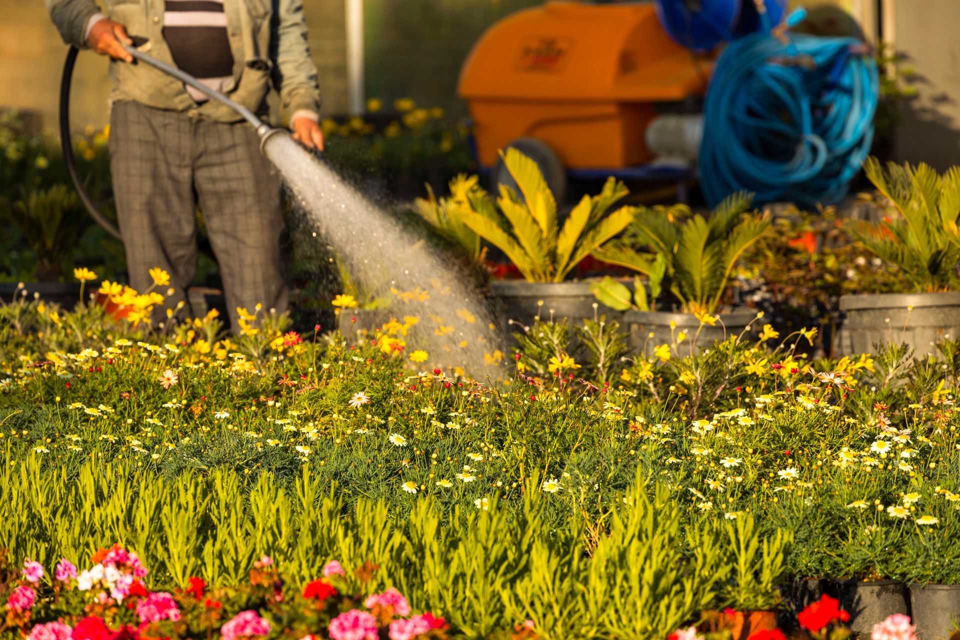 Person watering colorful flowers in a garden with a hose