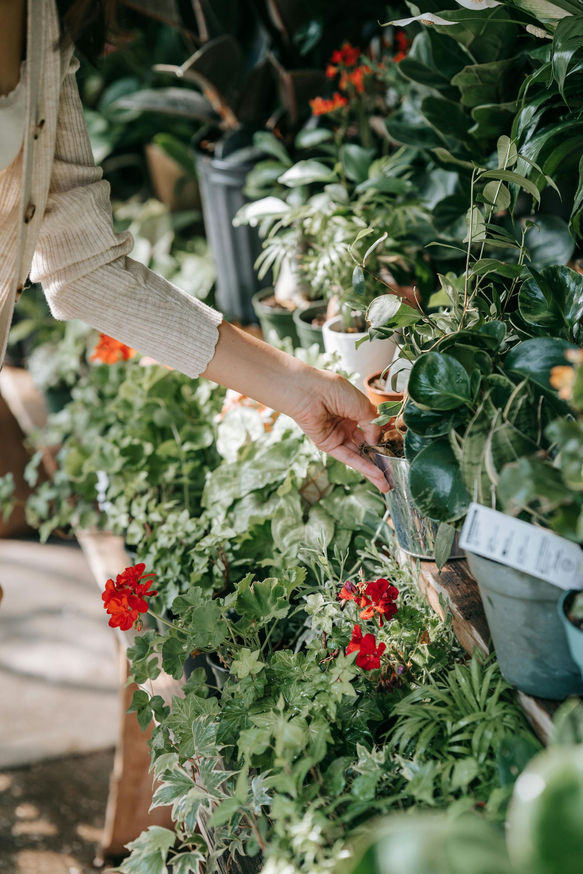 Person touching plants in a greenhouse with red flowers