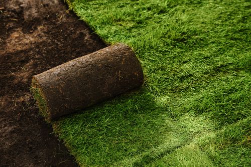 A rolled strip of turf being laid between bare soil and bright green grass