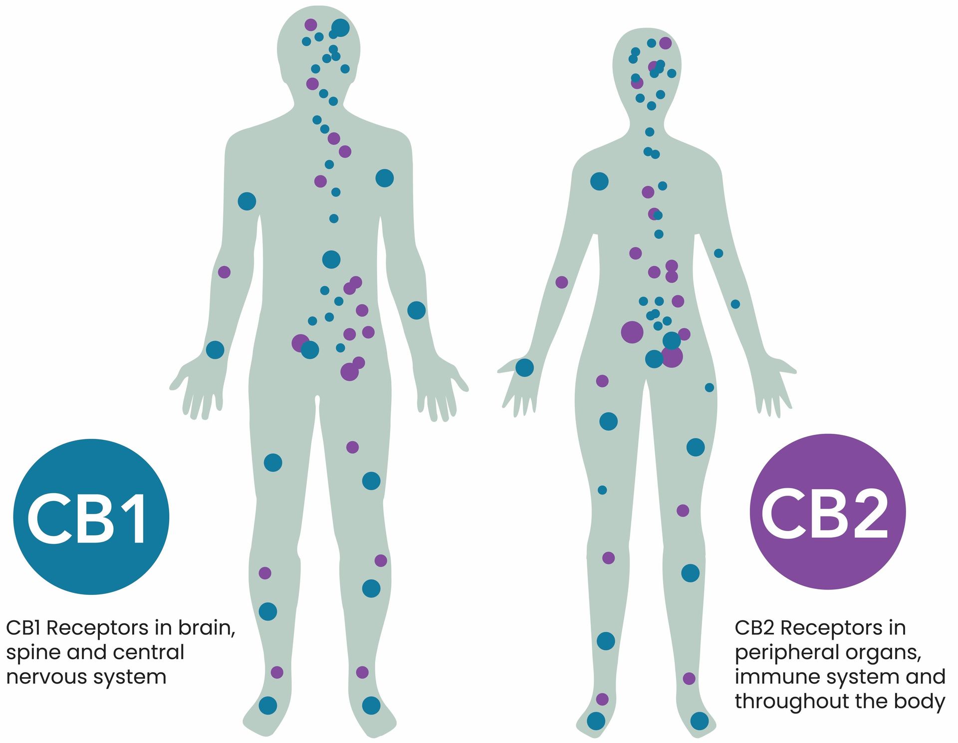 Cannabinoid Receptors Image