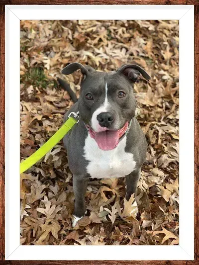 A dog on a leash is standing in a pile of leaves.