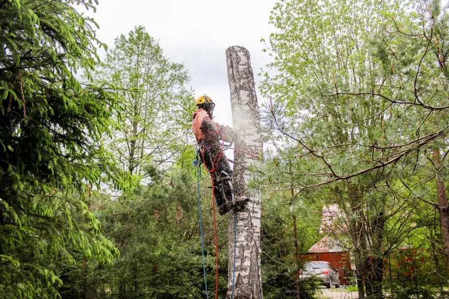 Climber in helmet scaling a tall tree trunk in a lush green forest