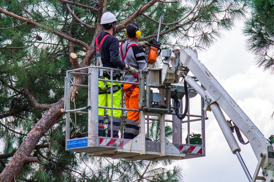Workers in a lift trimming a tree branch with a chainsaw near power lines