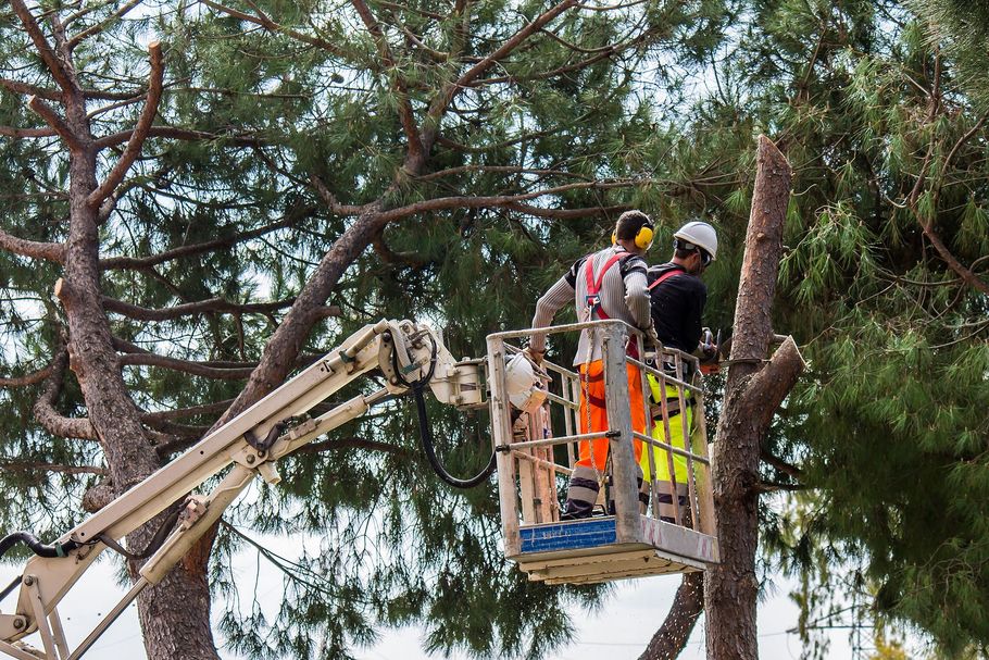 Workers in a bucket lift trimming tree branches near a large tree trunk