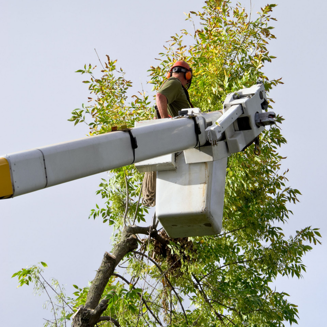 Worker in a bucket lift trimming a tree branch with a chainsaw.